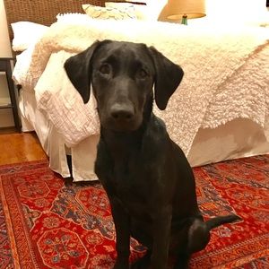 Meet your Posher, Susan